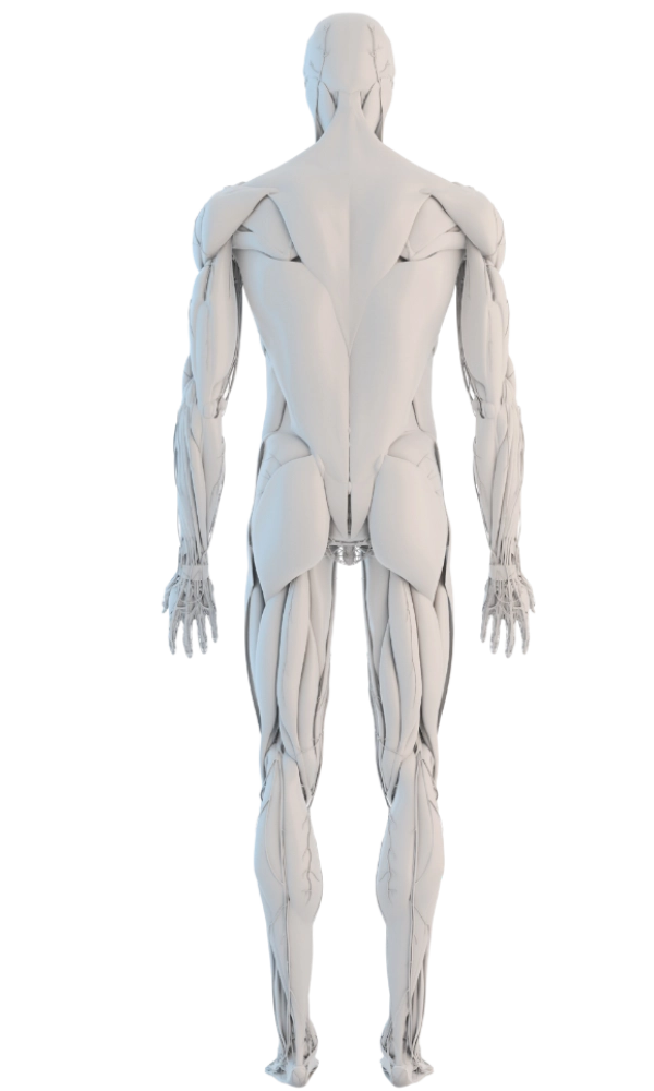 Human anatomy chart — tap a region to explore treatments