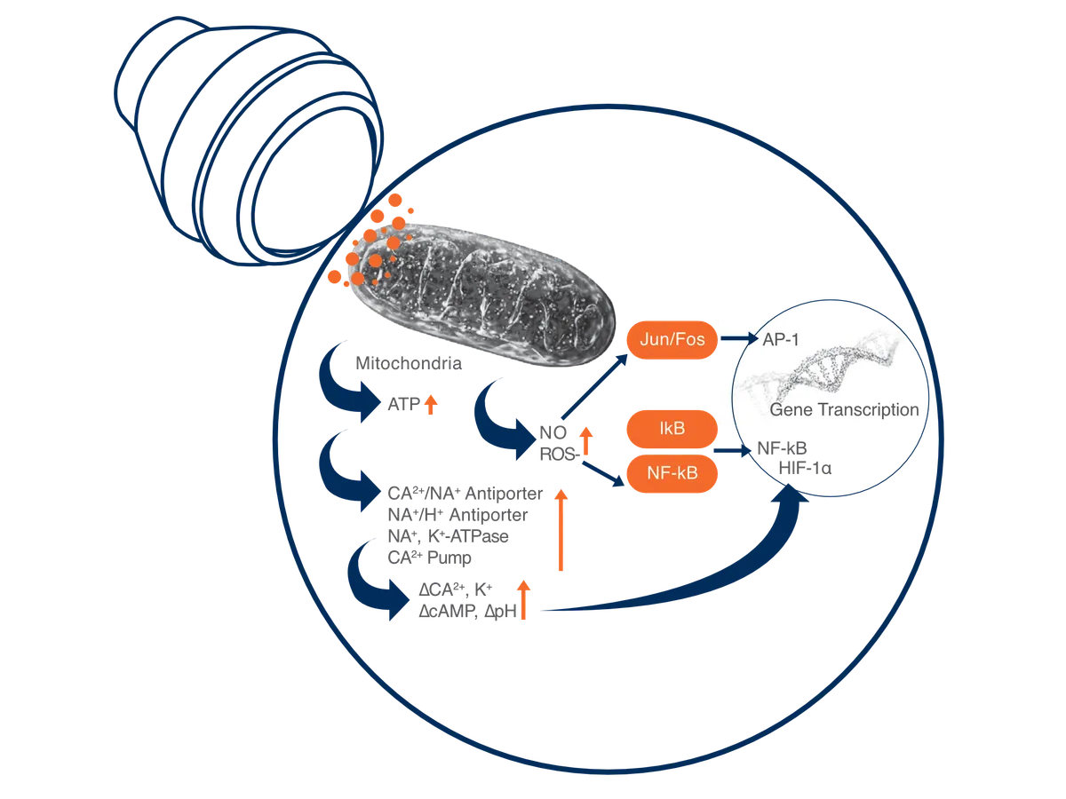 Diagram of proposed photobiomodulation pathways linking light absorption in mitochondria to ATP production, cellular signalling and gene transcription